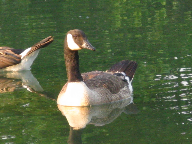 Ducks-19.jpg