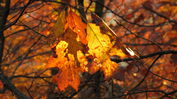 Autumn-03.jpg