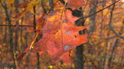 Autumn-04.jpg