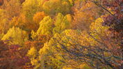 Autumn-05.jpg