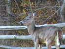 Filename=Autumn-24.jpg
Filesize=185KiB
Dimensions=640x480
Date added=Dec 17, 2008 Autumn-24.jpg