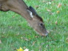 Filename=Autumn-25.jpg
Filesize=191KiB
Dimensions=640x480
Date added=Dec 17, 2008 Autumn-25.jpg