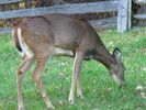 Filename=Autumn-26.jpg
Filesize=192KiB
Dimensions=640x480
Date added=Dec 17, 2008 Autumn-26.jpg