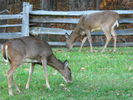 Filename=Autumn-27.jpg
Filesize=226KiB
Dimensions=640x480
Date added=Dec 17, 2008 Autumn-27.jpg