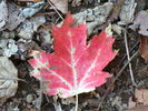 Filename=Autumn-31.jpg
Filesize=380KiB
Dimensions=1706x1280
Date added=Dec 17, 2008 Autumn-31.jpg