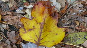 Filename=Autumn-32.jpg
Filesize=463KiB
Dimensions=2277x1280
Date added=Dec 17, 2008 Autumn-32.jpg