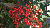 Berries-01.jpg