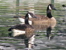 Ducks-09.jpg