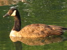 Ducks-18.jpg