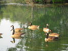 Filename=Ducks-20.jpg
Filesize=217KiB
Dimensions=640x480
Date added=Dec 15, 2008 Ducks-20.jpg