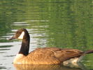 Filename=Ducks-21.jpg
Filesize=198KiB
Dimensions=640x480
Date added=Dec 15, 2008 Ducks-21.jpg