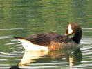 Filename=Ducks-22.jpg
Filesize=210KiB
Dimensions=640x480
Date added=Dec 15, 2008 Ducks-22.jpg