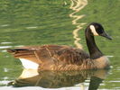 Filename=Ducks-23.jpg
Filesize=206KiB
Dimensions=640x480
Date added=Dec 15, 2008 Ducks-23.jpg