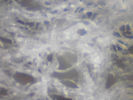 Filename=QuiltedAngelSoft.jpg
Filesize=22KiB
Dimensions=640x480
Date added=Apr 02, 2009 QuiltedAngelSoft.jpg