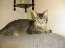 Filename=reiki.jpg
Filesize=134KiB
Dimensions=1024x768
Date added=Feb 19, 2007 reiki.jpg